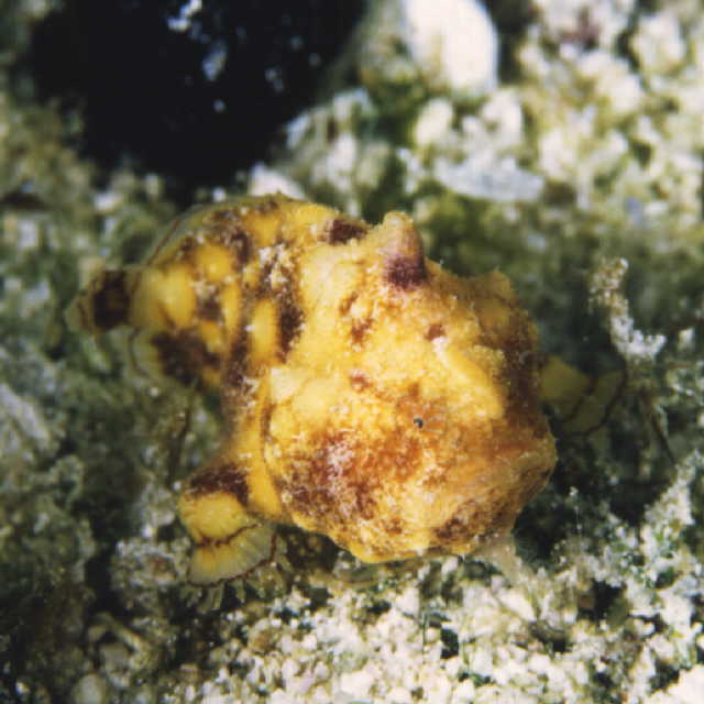 Antennatus tuberosus